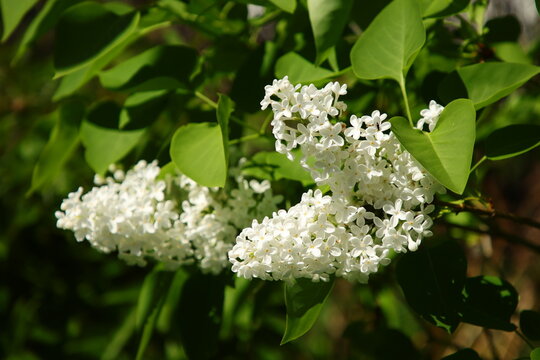Flieder mit wei&szlig;er Bl&uuml;te