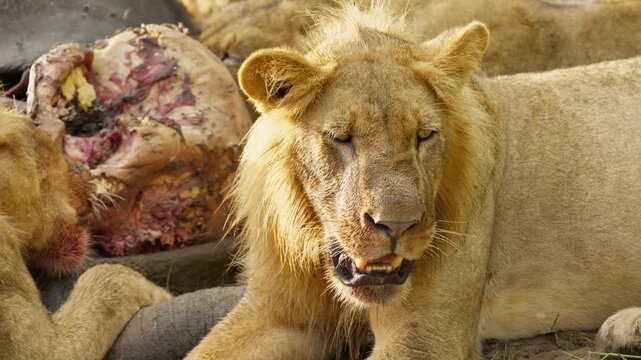 Male lion in Botswana resting next to carcass while eating with pride, showing signs of weariness and exhaustion after successful but draining hunt in wild