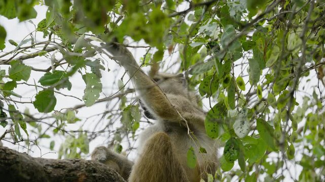 Chacma baboon sitting on branch, eating leaves in lush green tree in Okavango Delta, Botswana, exhibiting natural foraging and feeding behavior in habitat in slow motion
