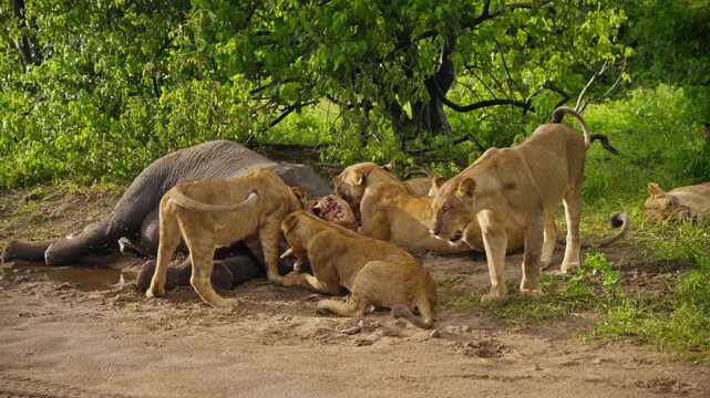 Pride of lions feeding on elephant carcass in wild african savanna of Botswana showing natural circle of life, predation, animal behavior in wilderness
