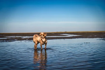 Hund am Strand © Ben.Photoholic