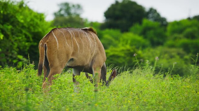 Female greater kudu with striped coat grazing in lush green african savanna, solitary herbivore feeding on grass in natural habitat in Botswana on overcast day in slow motion