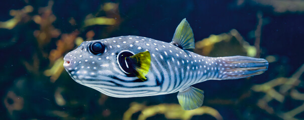 white-spotted pufferfish in aquarium © Frédéric Prochasson