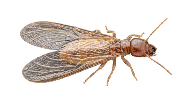 Close-up studio shot of a winged termite, showcasing its segmented body, antennae, and translucent wings on a pure white background, ideal for pest control and entomology