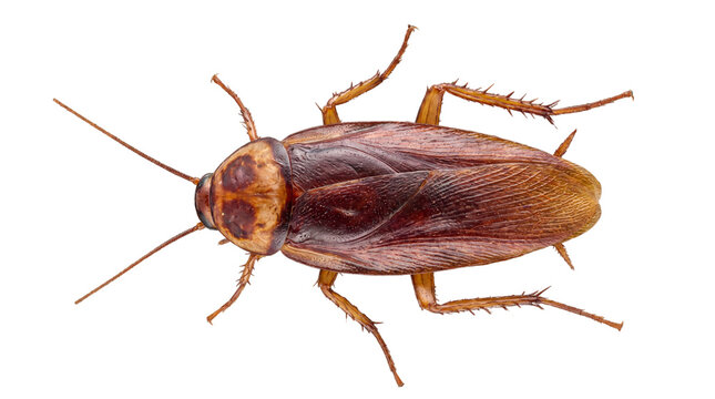 Close-up top view of a brown cockroach with visible antennae and legs, isolated on a pure white background, showcasing its intricate exoskeleton detail