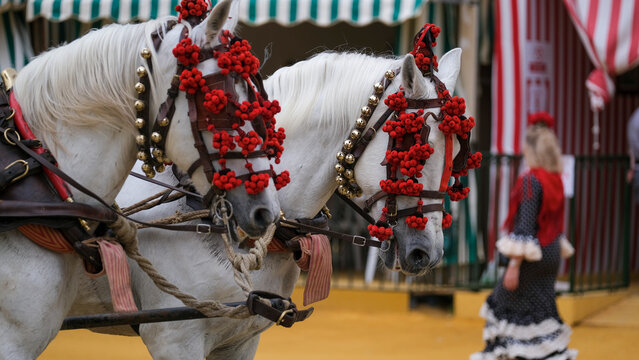 Caballos andaluces en la Feria de Sevilla