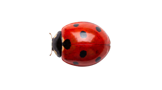 A bright red ladybug with black spots, a symbol of good luck and nature's beauty, isolated on a clean white background, showcasing intricate details of its tiny body and shell