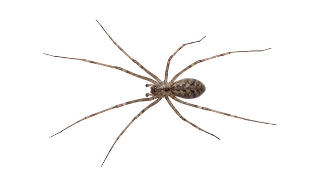 A top-down close-up view of a long-legged house spider with detailed features against a clean white background, highlighting its anatomy and delicate limbs