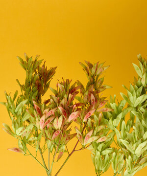 Ash branches with clusters of winged seeds on a bright yellow background