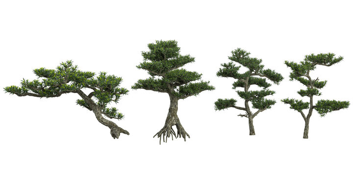 Collection of Podocarpus trees on transparent background