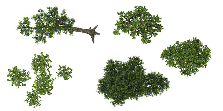 Collection of Serissa trees on transparent background from the top view