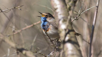 blue tit on branch © lazalnik