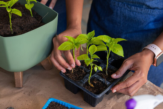 African American friends tending seedlings at potting bench, adjusting black seedling tray
