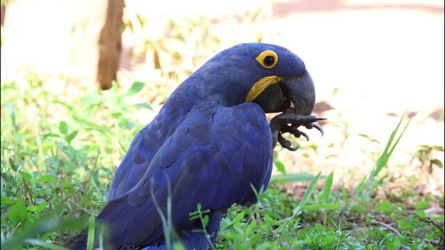 Close-up of a pair of hyacinth macaws feeding on the ground, showing natural behavior of a rare and iconic tropical bird species.