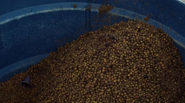 A&ccedil;a&iacute; brasileiro, fazendo a&ccedil;a&iacute;, fruta a&ccedil;a&iacute;