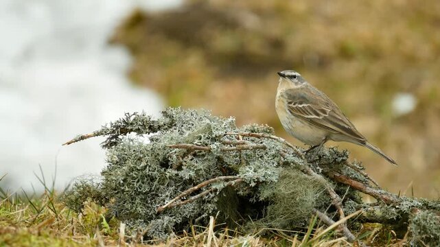 Water pipit Anthus spinoletta reindeer cup grey lichen beautiful greyish darker brown small passerine bird hodgsoni, sitting on a dry branch Cladonia rangiferina of a spruce tree family comprising