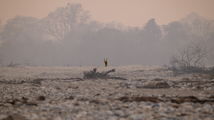 Solitary deer standing in misty dry riverbed landscape with soft haze © shailesh