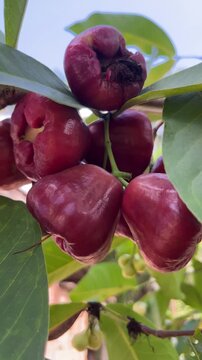 4K Close Up of Red Wax Apple Fruit on Tree Branch Tropical Rose Apple in Natural Sunlight