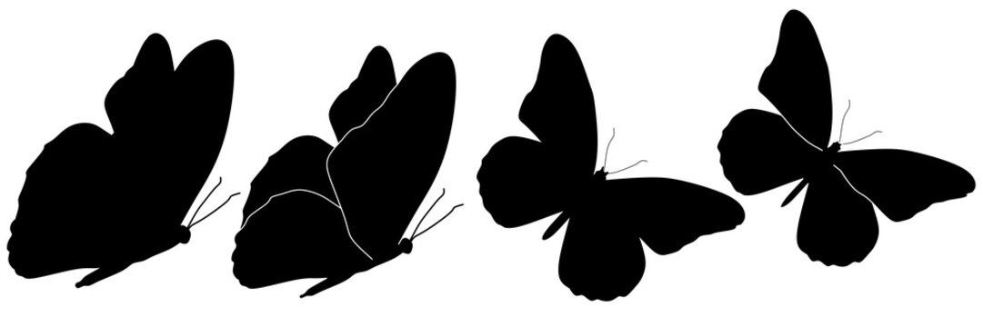Group of butterfly silhouettes vector illustration. Collection of four black butterfly shapes in profile view. Isolated white background flying insects icons. Minimalist nature design elements.
