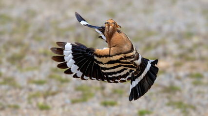 Eurasian Hoopoe © Mehmet
