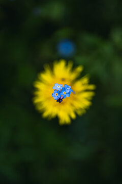Close-up of a blue flower of forget-me-not above a flower of dandelion