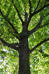 Fototapeta premium Majestic large tree trunk looking up into a vibrant green canopy during summer