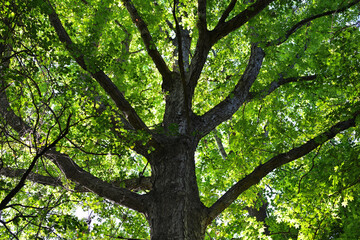 Fototapeta premium Majestic large tree trunk looking up into vibrant green canopy in a summer forest