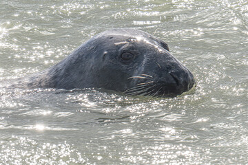 phoque, baie d'Authie, France © daumy