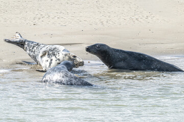 phoque, baie d'Authie, France © daumy