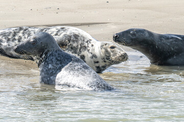 phoque, baie d'Authie, France © daumy