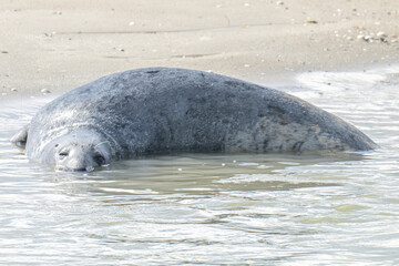 phoque, baie d'Authie, France © daumy
