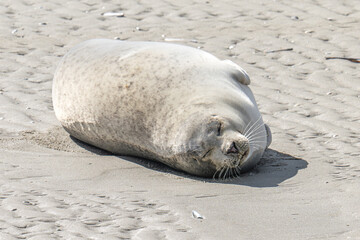 phoque, baie d'Authie, France © daumy