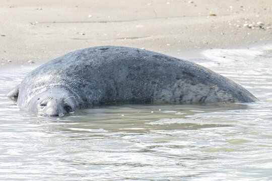 phoque, baie d'Authie, France