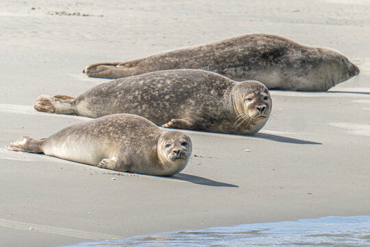 phoque, baie d'Authie, France
