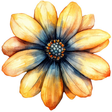 Doronicum Flower, watercolor clipart vector, isolated on a white background.