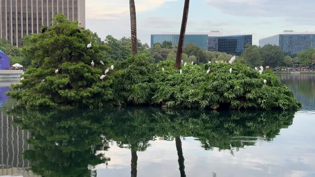 Numerous white birds rest on the dense green foliage and trees of a small lake island. The calm water surface provides a clear reflection of the surrounding urban nature and metropolitan background.