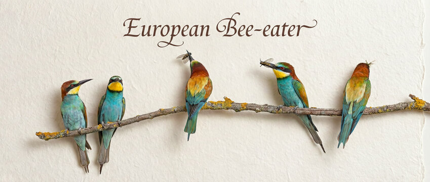An illustration of colorful bee-eaters lined up on a branch, each holding an insect in its beak.