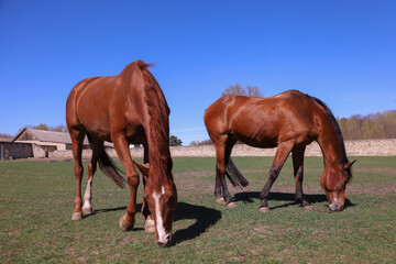 Obraz premium Pair of brown horses grazing peacefully in a sunlit green pasture