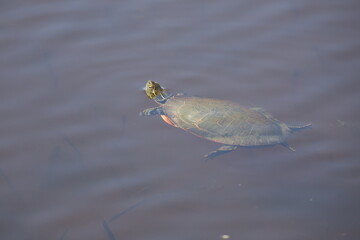 Fototapeta premium turtle in the water