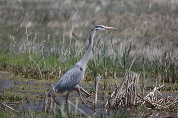 Fototapeta premium great blue heron