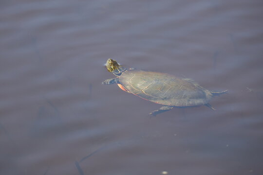 turtle in the water