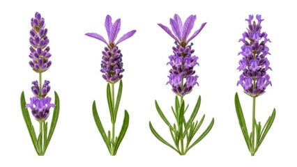 Fototapeta premium Four lavender flowers in bloom