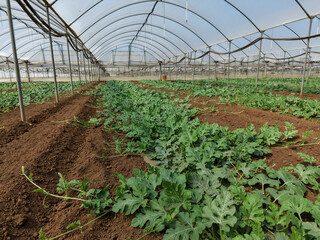 Obraz premium Interior of a modern industrial greenhouse with rows of young watermelon plants growing in soil.