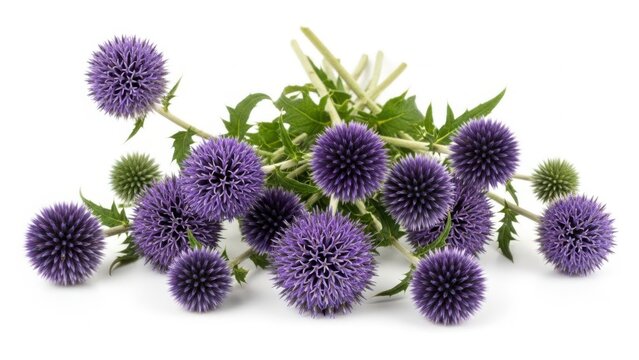 アザミの花」の写真素材 | 192,172件の無料イラスト画像 | Adobe Stock
