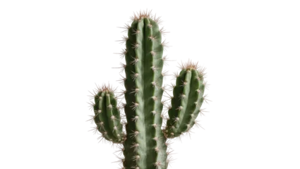 Fotobehang Cactus Green cactus with sharp spines, isolated on transparent background  © Bogdan