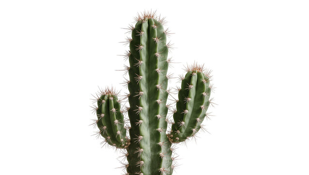 Green cactus with sharp spines, isolated on transparent background