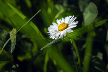 Pratolina comune - Bellis Perennis © Sergiogen
