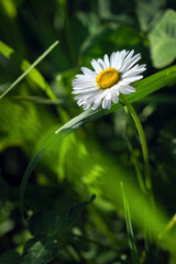 Pratolina comune - Bellis Perennis © Sergiogen