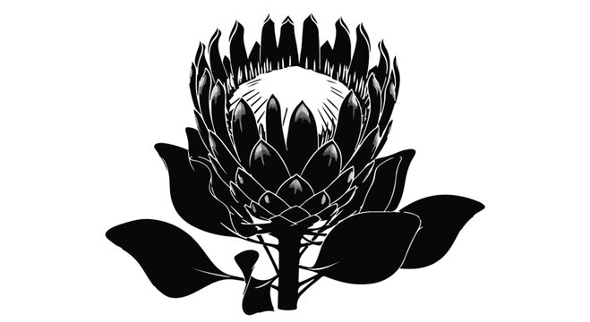 King Protea flower silhouette isolated on white background, exotic botanical design element for summer floral art and wedding decor.