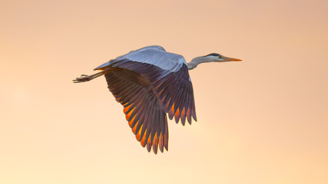 アオサギ」の写真素材 | 91,394件の無料イラスト画像 | Adobe Stock